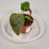 Rare Houseplants - Anthurium 'queen Of Hearts' 6cm - A | Rare Houseplants - Odd Leaf