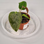 Rare Houseplants - Anthurium 'queen Of Hearts' 6cm - A | Rare Houseplants - Odd Leaf