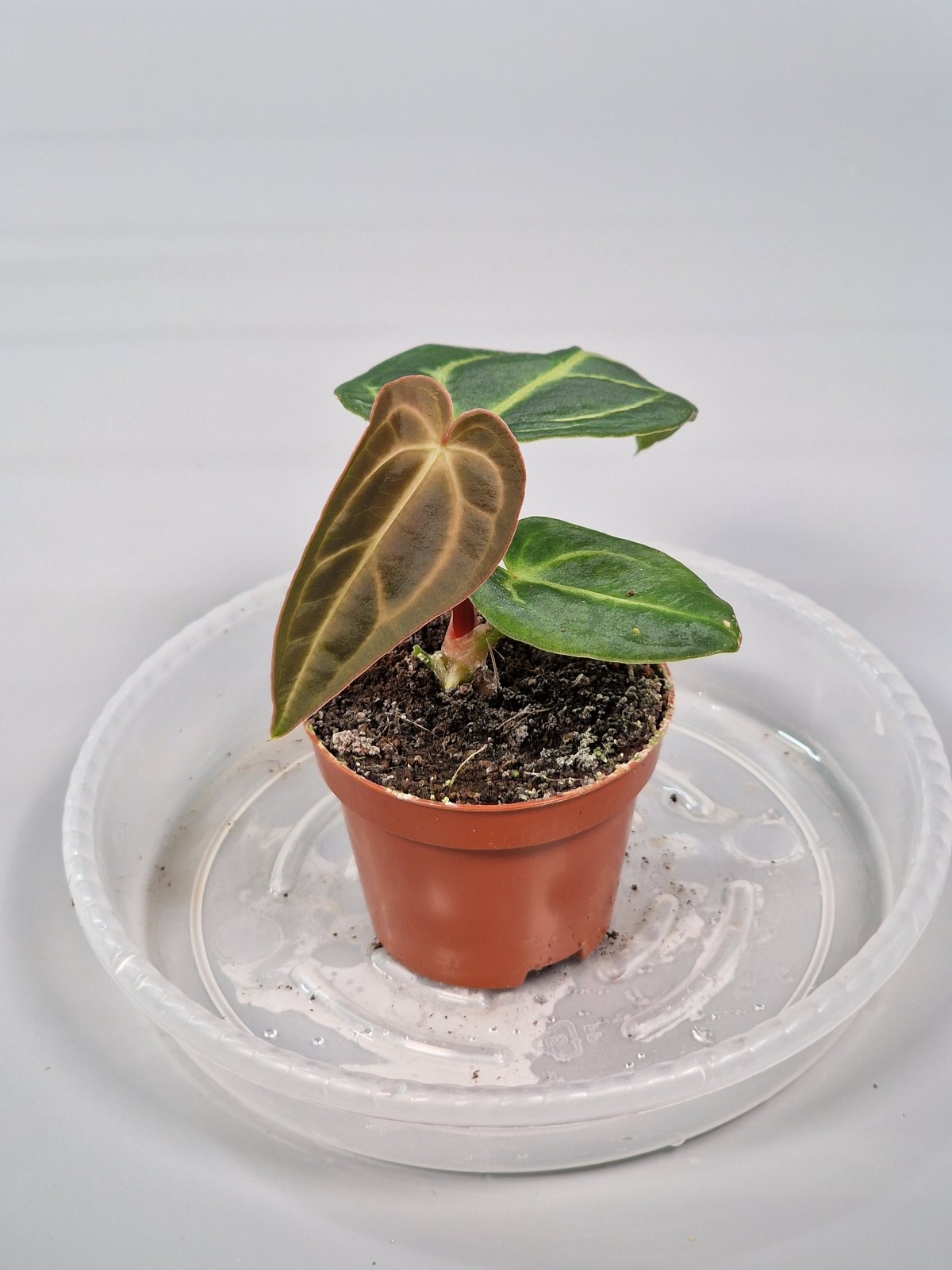 Rare Houseplants - Anthurium Regale 6cm - B | Rare Houseplants - Odd Leaf