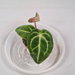 Rare Houseplants - Anthurium Regale 6cm - B | Rare Houseplants - Odd Leaf