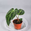 Rare Houseplants - Anthurium Regale - A - Odd Leaf