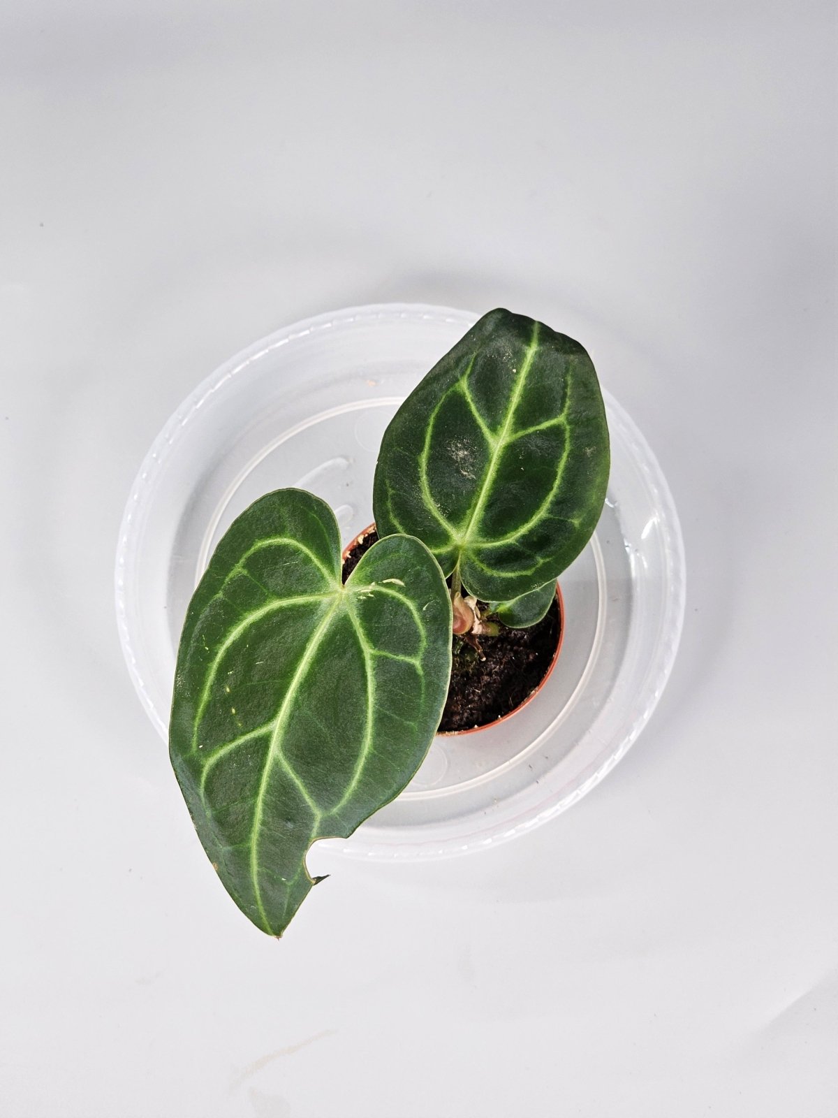 Rare Houseplants - Anthurium Regale - A - Odd Leaf
