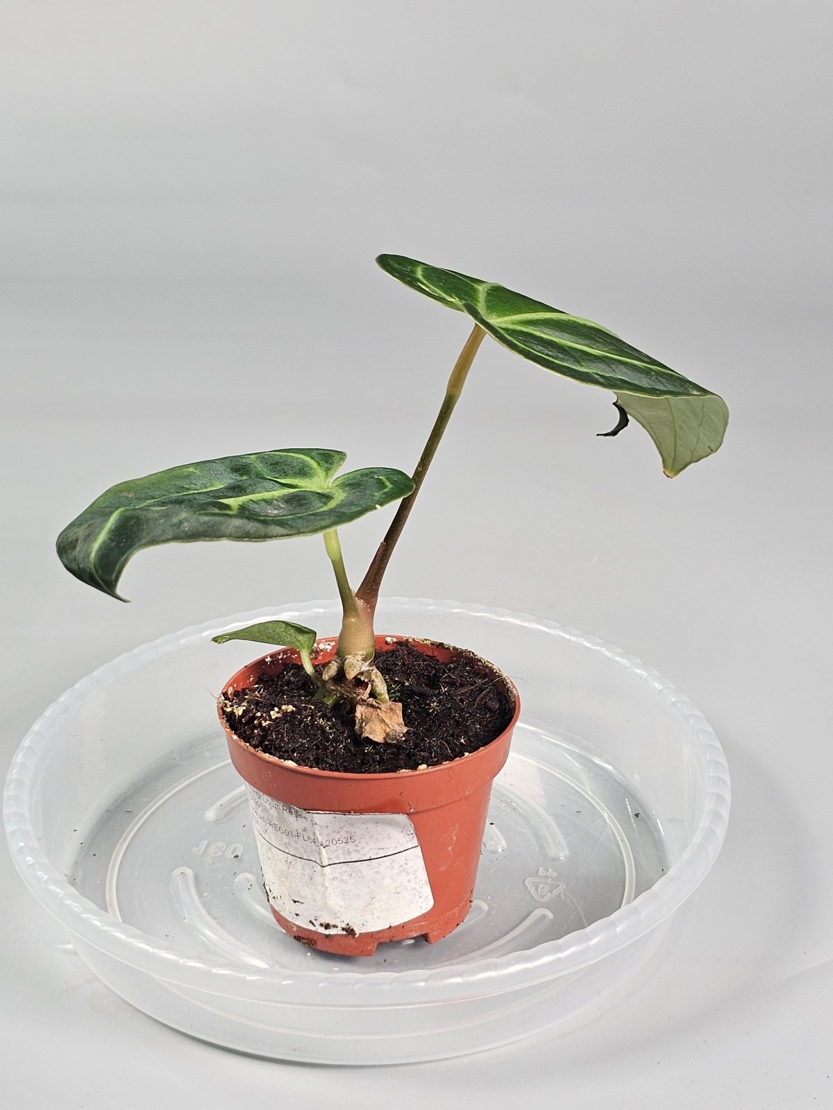 Rare Houseplants - Anthurium Regale - A - Odd Leaf