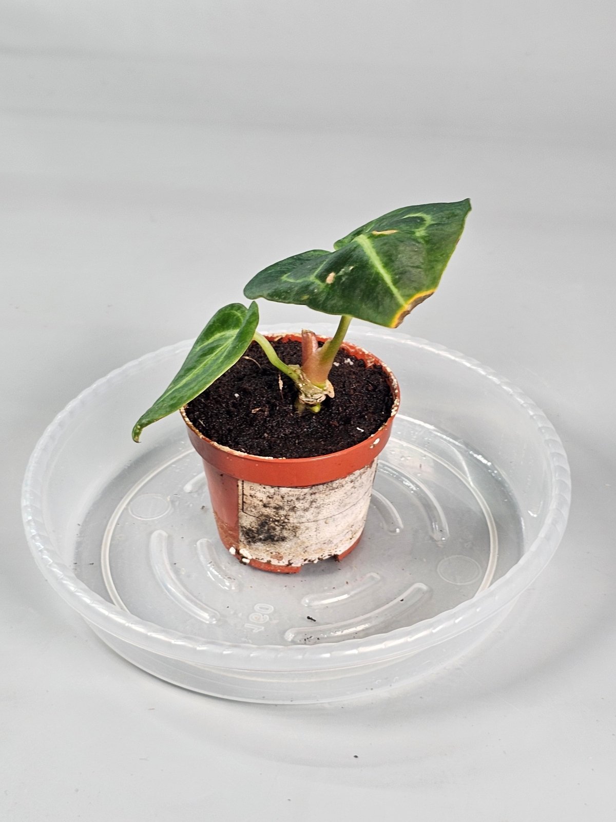 Rare Houseplants - Anthurium Regale - Odd Leaf