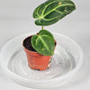 Rare Houseplants - Anthurium Regale - Odd Leaf