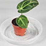 Rare Houseplants - Anthurium Regale - Odd Leaf