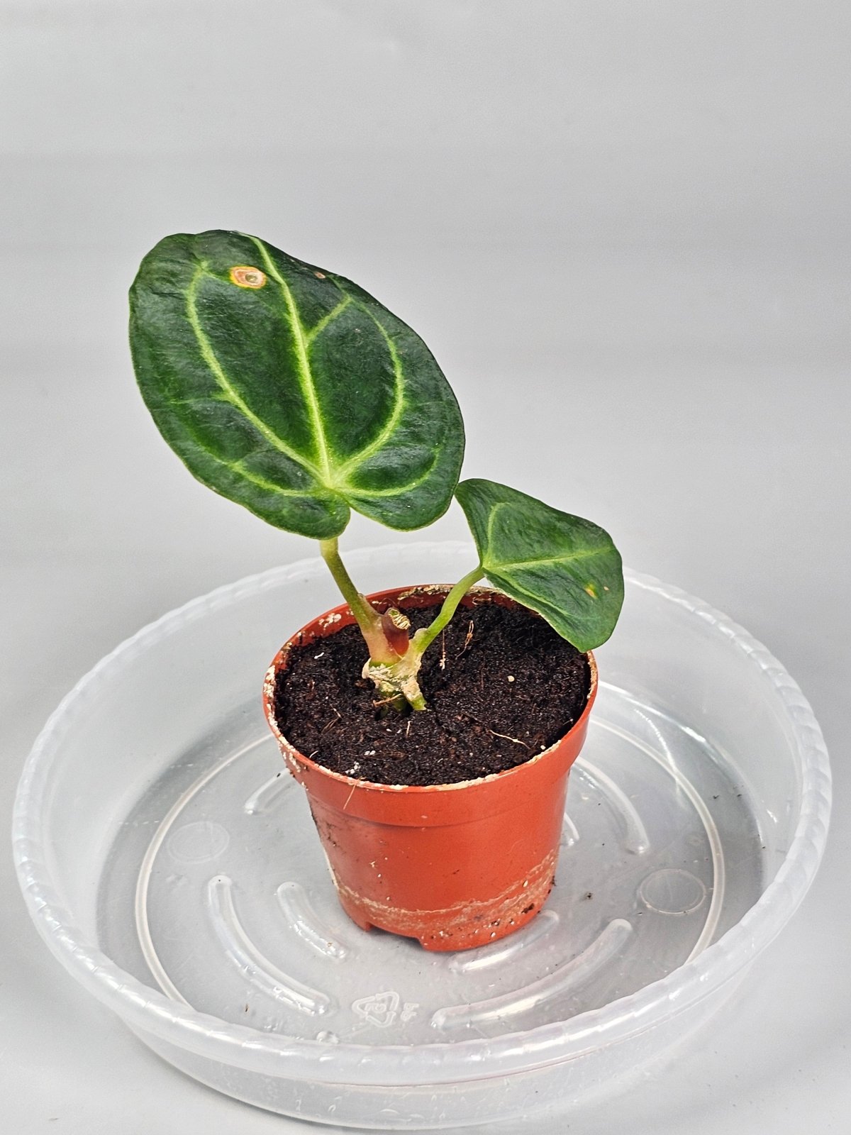Rare Houseplants - Anthurium Regale - Odd Leaf