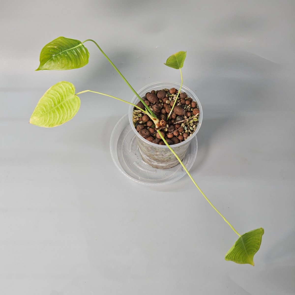 Rare Houseplants - Anthurium Veitchi 1 11cm - Odd Leaf