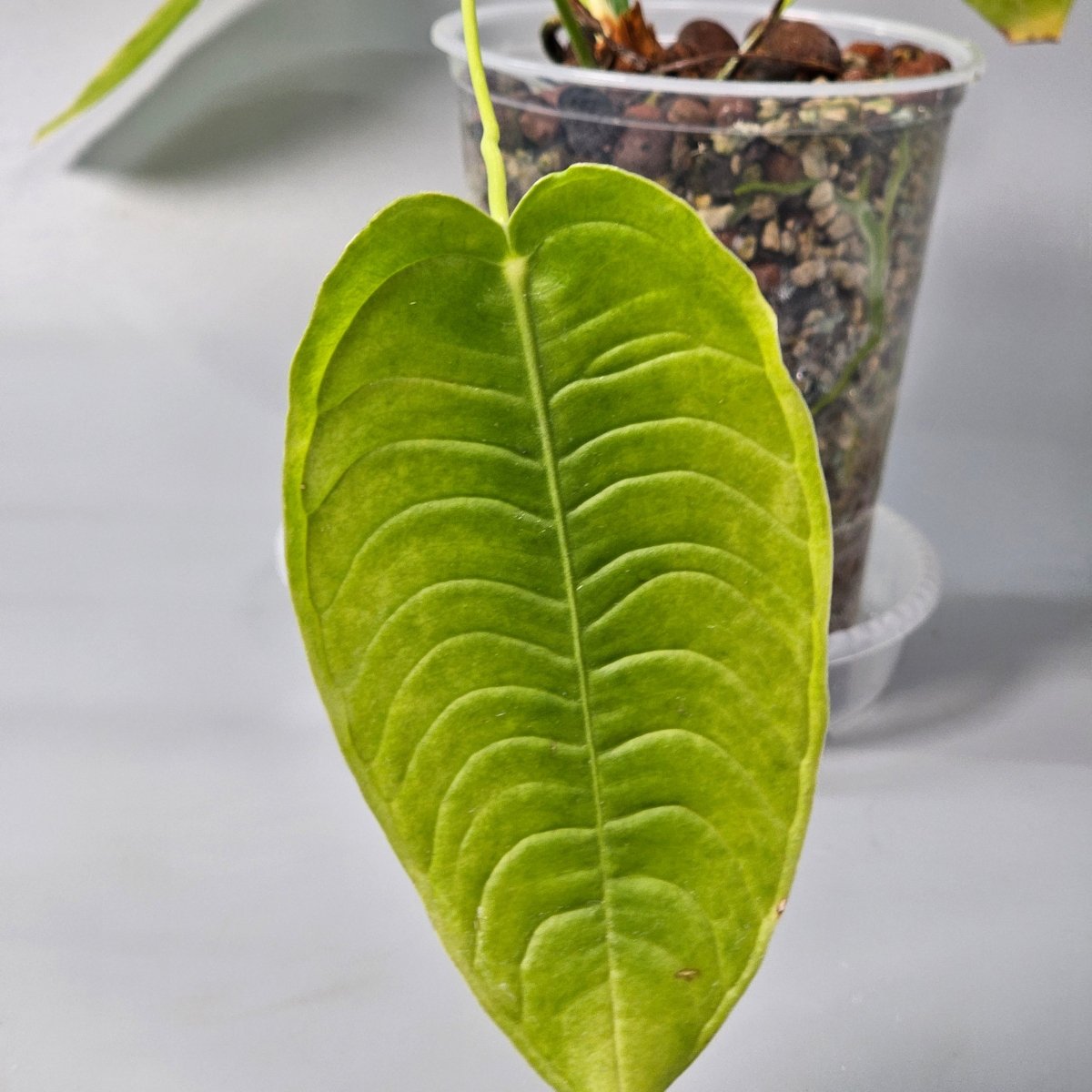 Rare Houseplants - Anthurium Veitchi 1 11cm - Odd Leaf