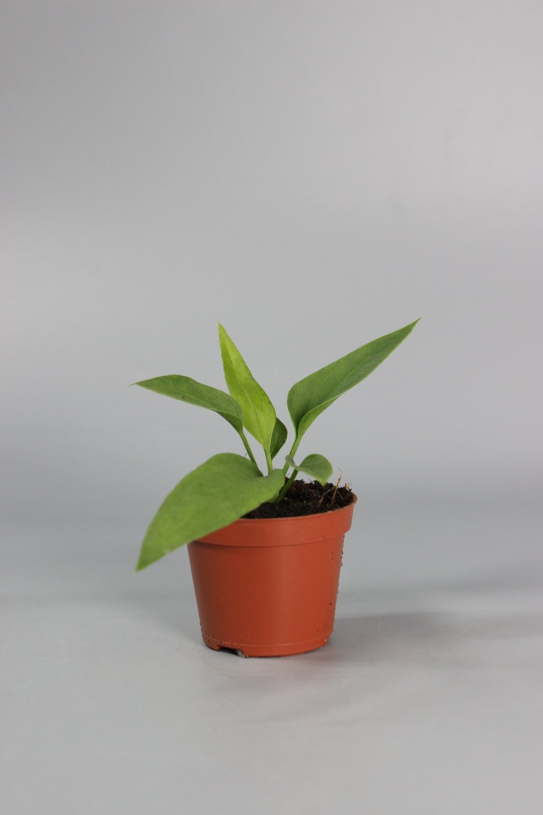 Rare Houseplants - Anthurium Veitchii - Odd Leaf