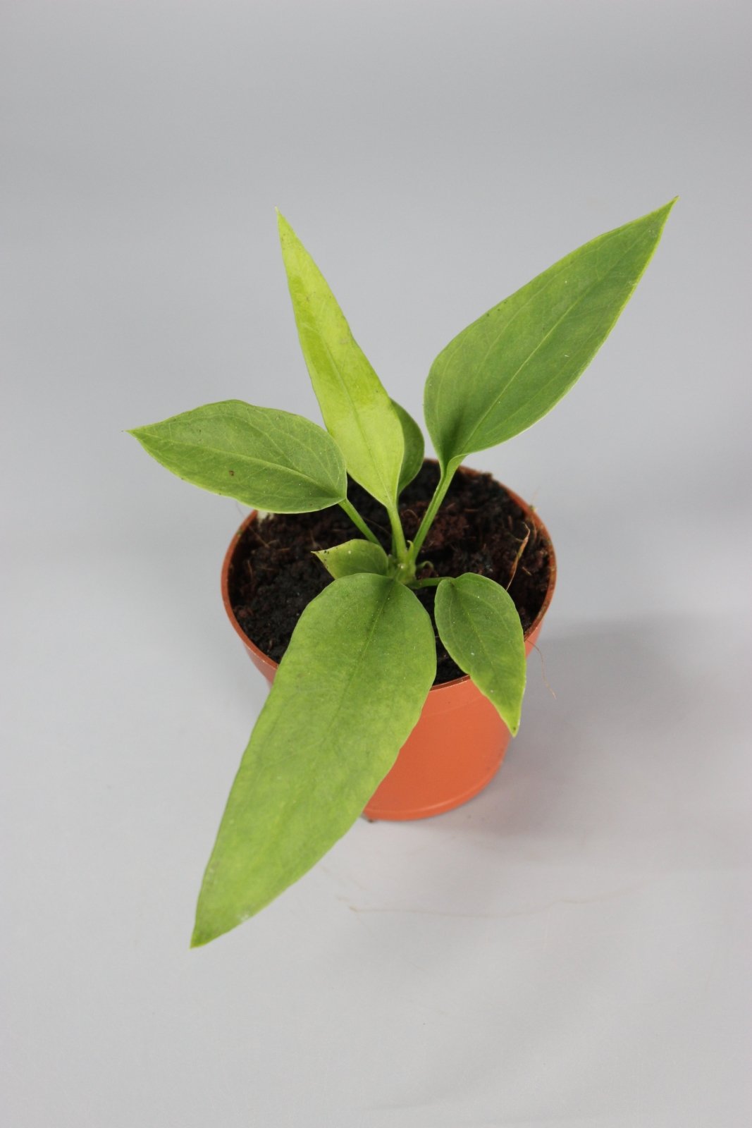 Rare Houseplants - Anthurium Veitchii - Odd Leaf