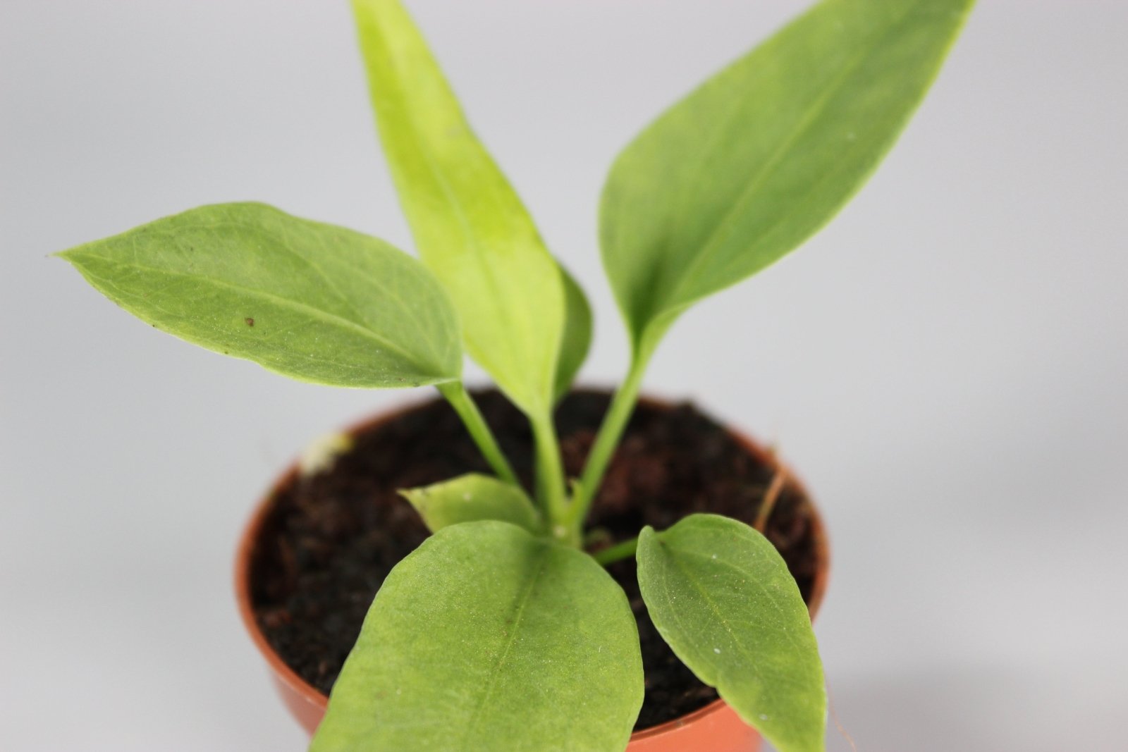 Rare Houseplants - Anthurium Veitchii - Odd Leaf