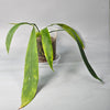 Rare Houseplants - Anthurium Vittarifolium 1 11cm - Odd Leaf
