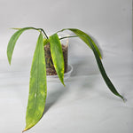 Rare Houseplants - Anthurium Vittarifolium 1 11cm - Odd Leaf