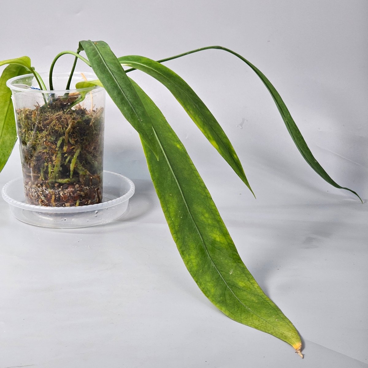 Rare Houseplants - Anthurium Vittarifolium 1 11cm - Odd Leaf
