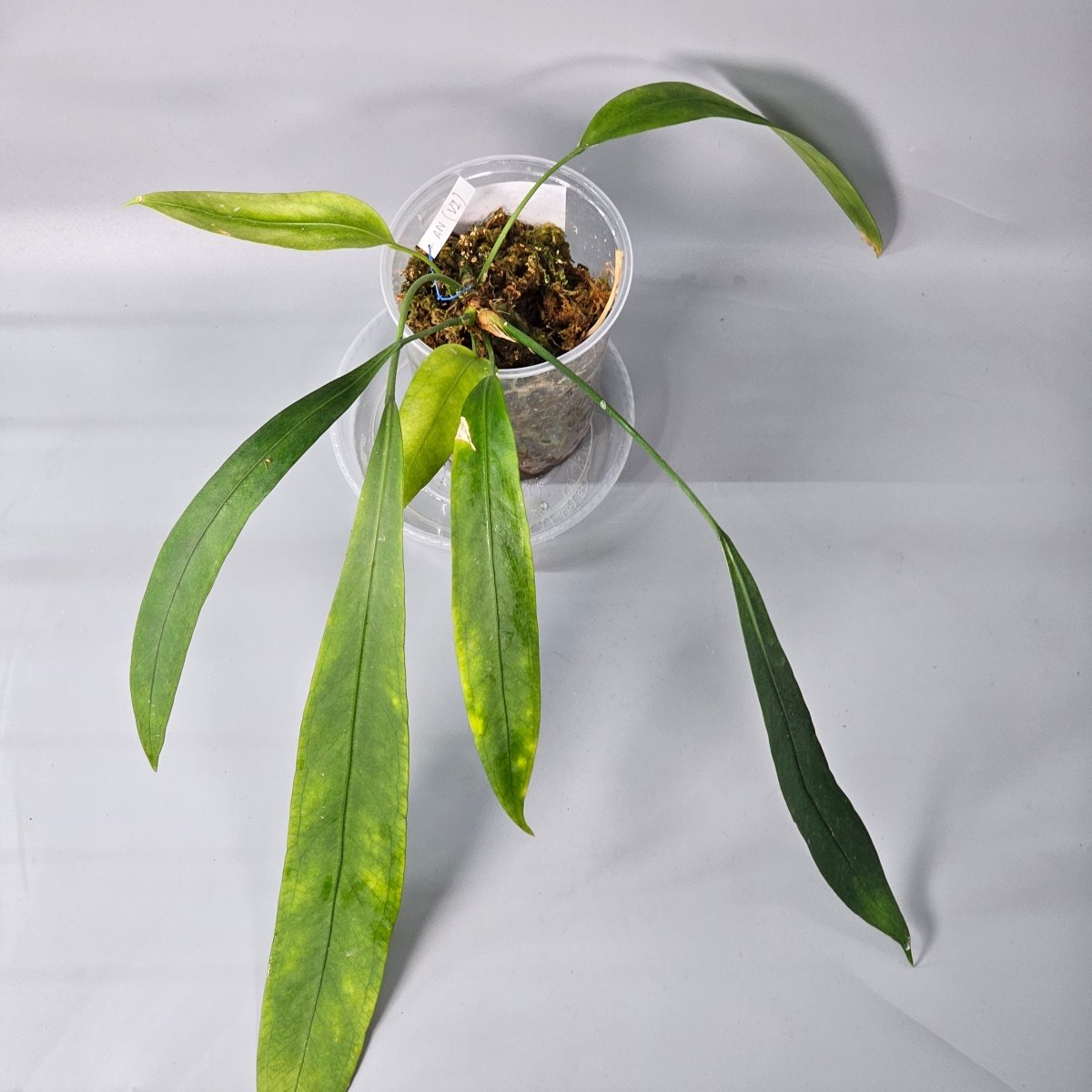 Rare Houseplants - Anthurium Vittarifolium 1 11cm - Odd Leaf