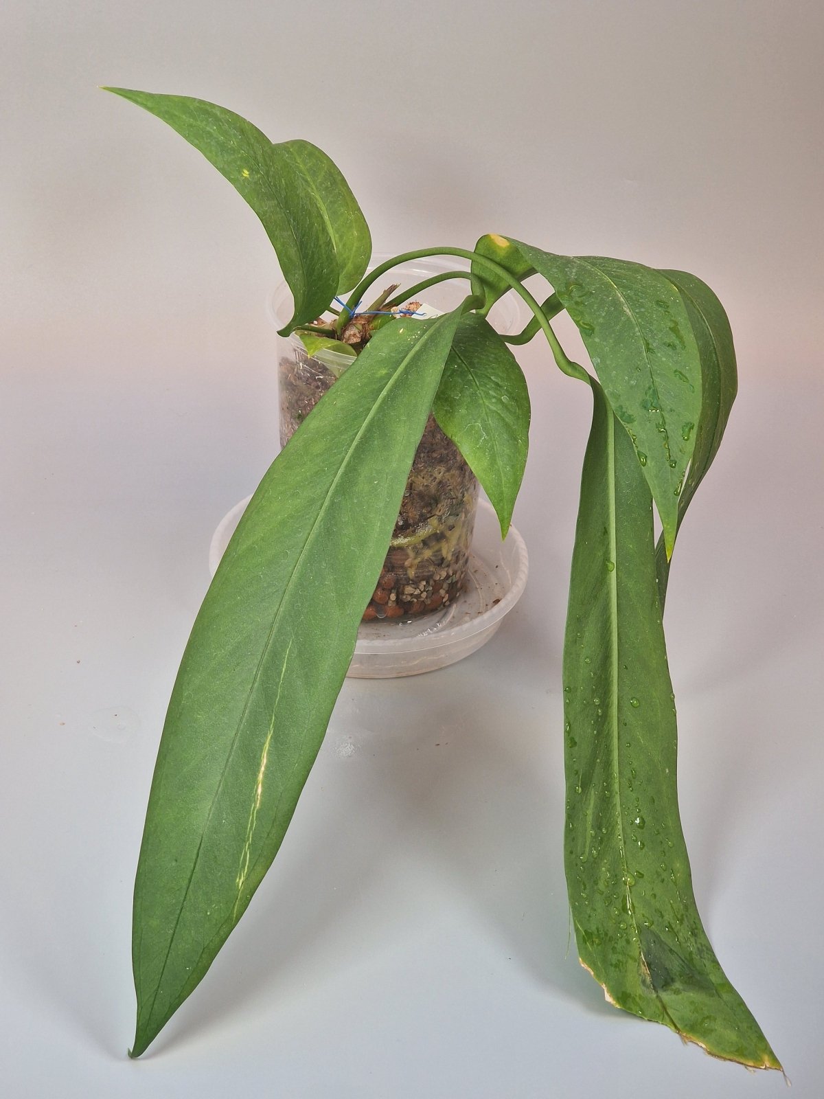 Rare Houseplants - Anthurium Vittarifolium - Odd Leaf