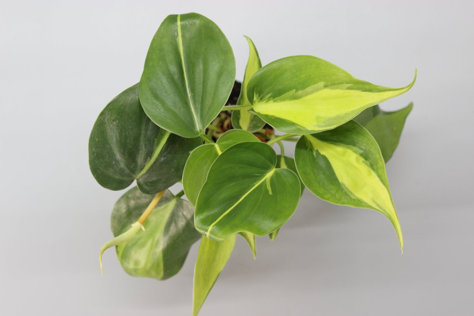 Rare Houseplants - Colour Burst Bundle - Odd Leaf