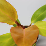 Rare Houseplants - Colour Burst Bundle - Odd Leaf