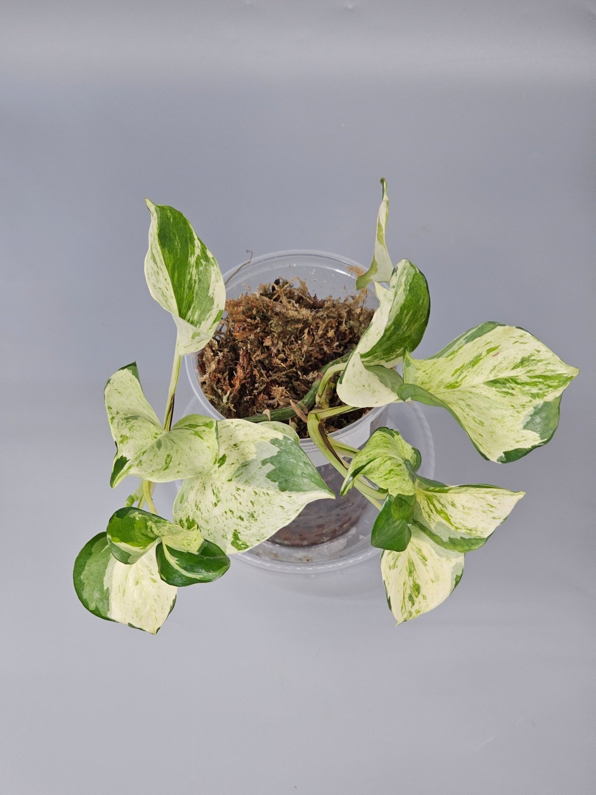 Rare Houseplants - Epipremnum Aureum 'manjula' - A | Rare Houseplants - Odd Leaf