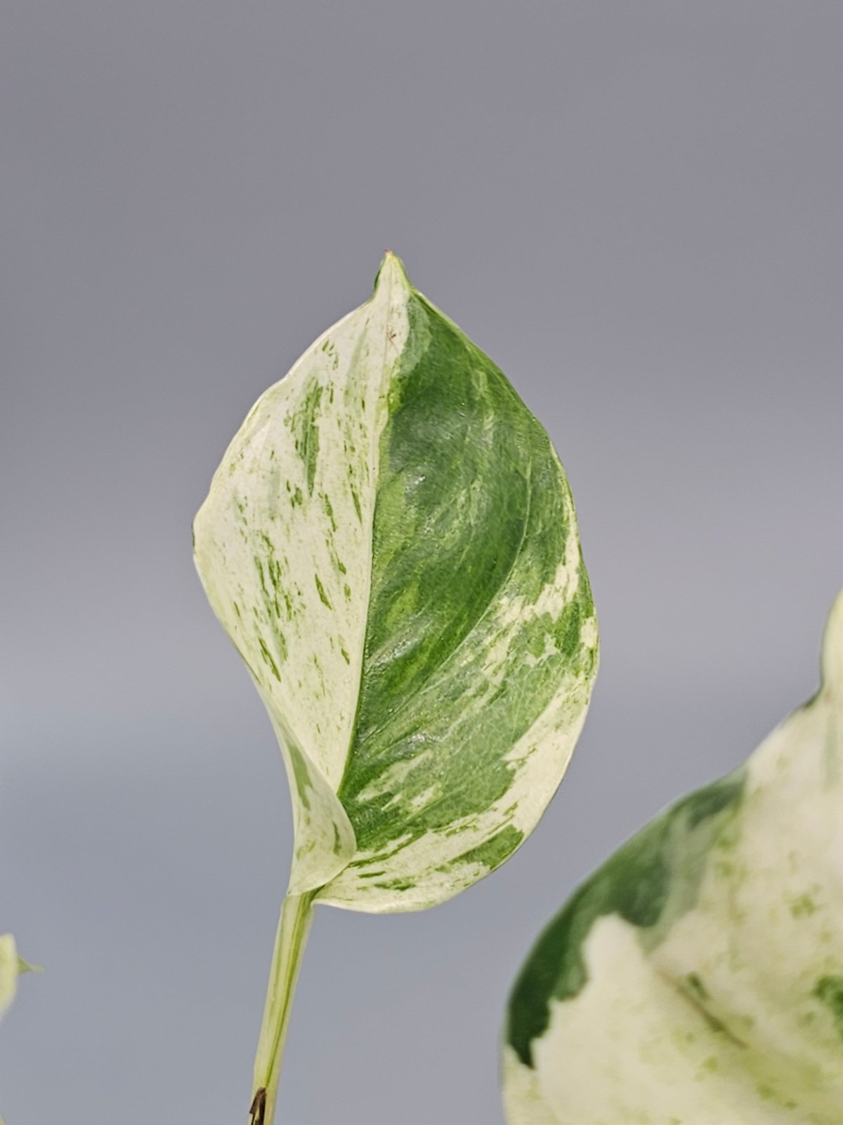 Rare Houseplants - Epipremnum Aureum 'manjula' - A | Rare Houseplants - Odd Leaf