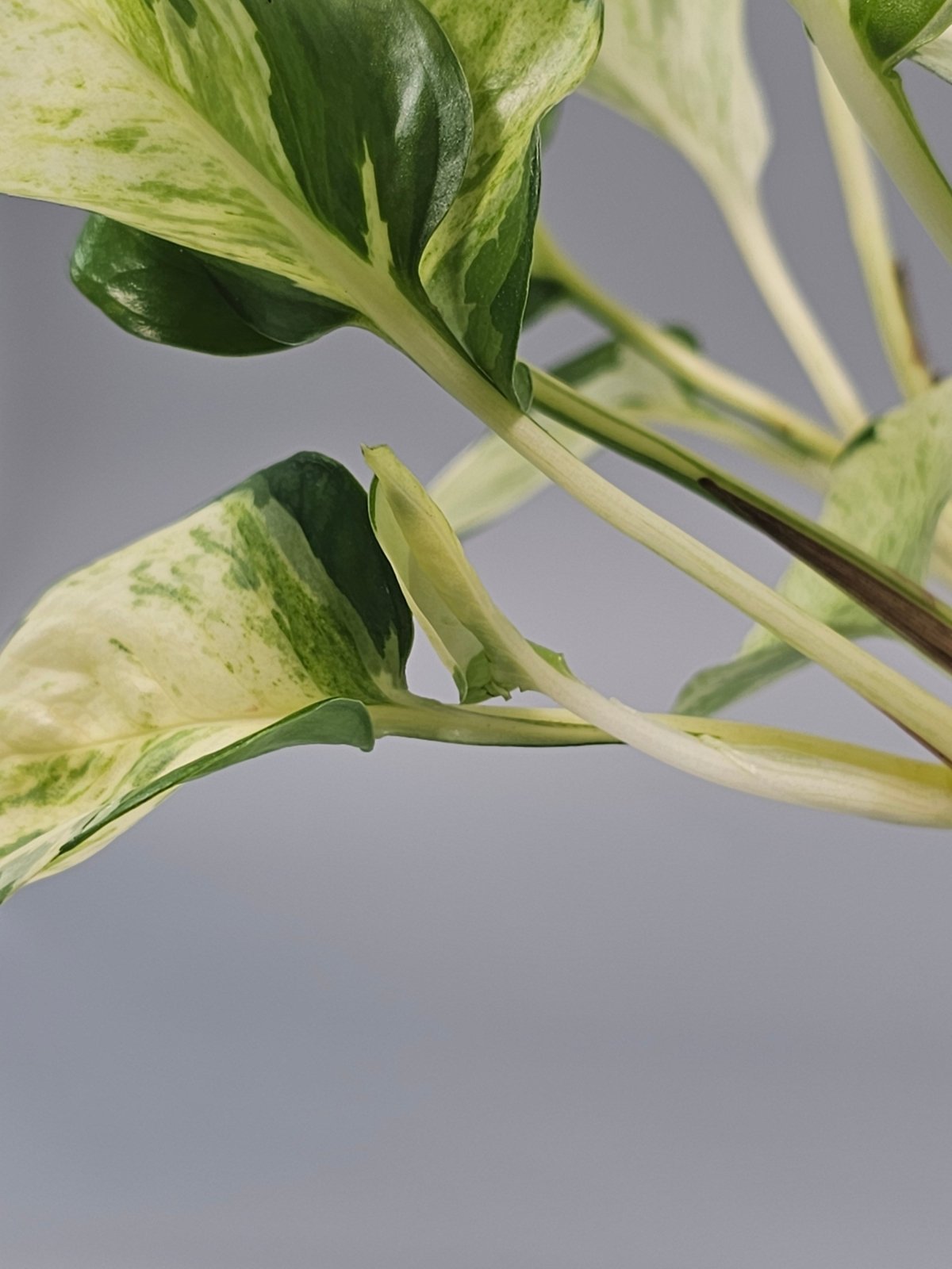 Rare Houseplants - Epipremnum Aureum 'manjula' - A | Rare Houseplants - Odd Leaf