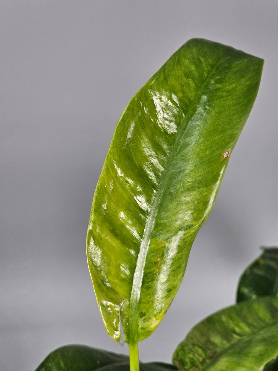 Rare Houseplants - Epipremnum Giganteum Variegated - A - Odd Leaf