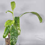 Rare Houseplants - Epipremnum Giganteum Variegated - A - Odd Leaf