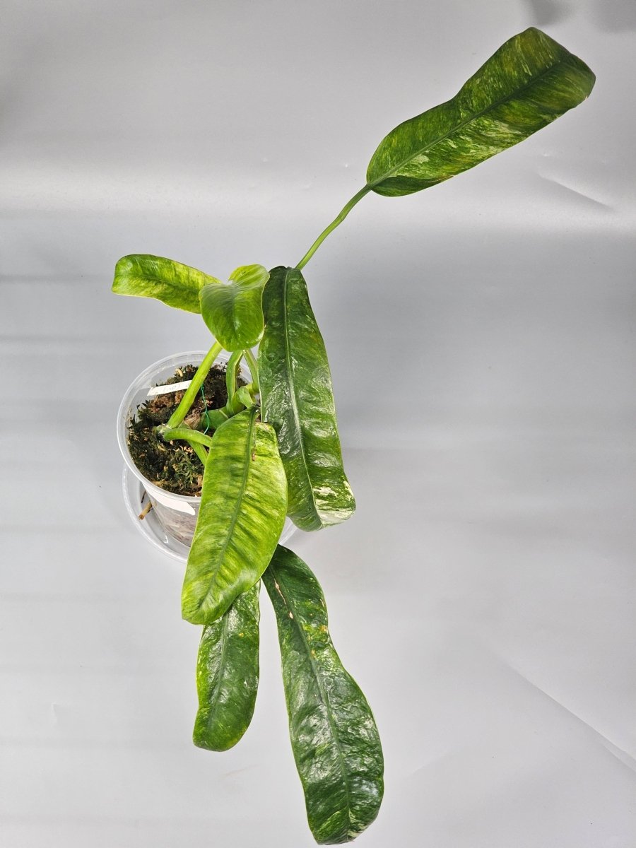 Rare Houseplants - Epipremnum Giganteum Variegated - A - Odd Leaf