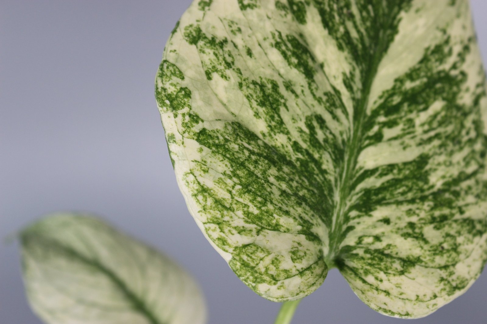 Rare Houseplants - Exotic Mint Trio Bundle - Odd Leaf