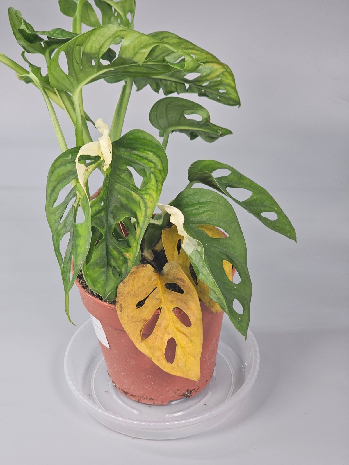 Rare Houseplants - Monstera Adansonii 'variegata' - C | Rare Houseplants - Odd Leaf