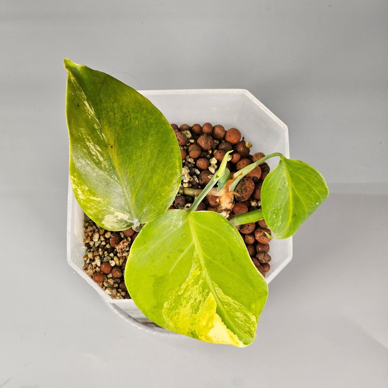 Rare Houseplants - Monstera Aurea 1 | Rare Houseplants - Odd Leaf