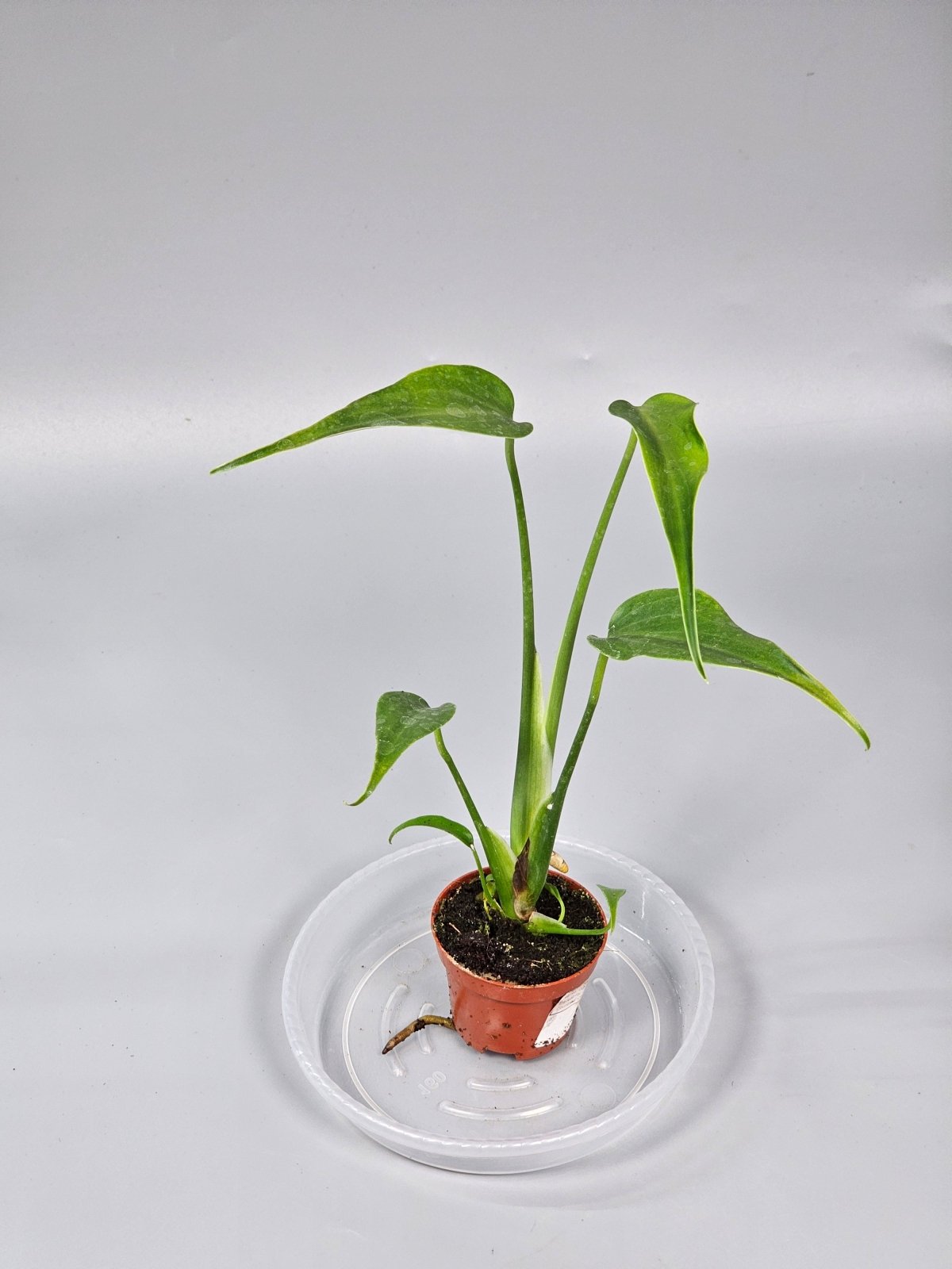 Rare Houseplants - Monstera 'burle Marx Flame' - G | Rare Houseplants - Odd Leaf