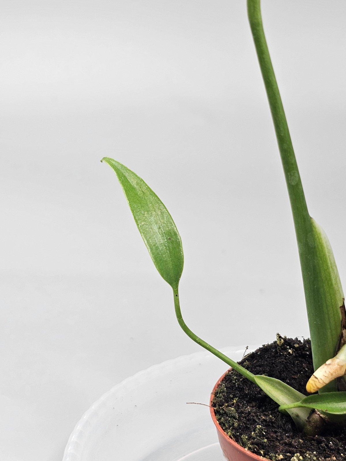 Rare Houseplants - Monstera 'burle Marx Flame' - G | Rare Houseplants - Odd Leaf