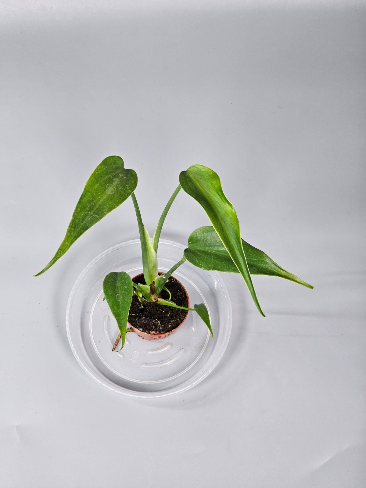 Rare Houseplants - Monstera 'burle Marx Flame' - G | Rare Houseplants - Odd Leaf
