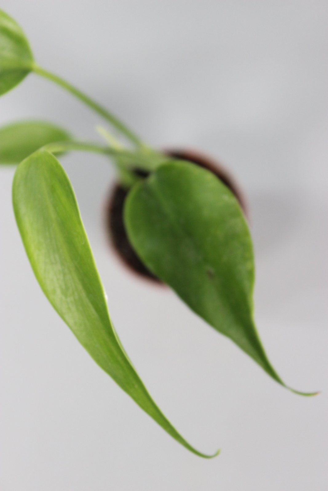 Rare Houseplants - Monstera Burle Marx Flame - Odd Leaf