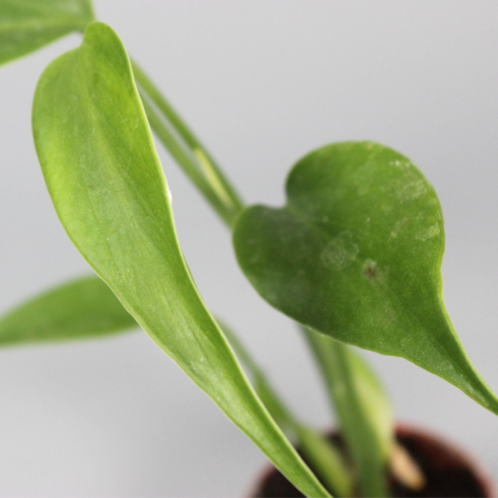 Rare Houseplants - Monstera Burle Marx Flame - Odd Leaf