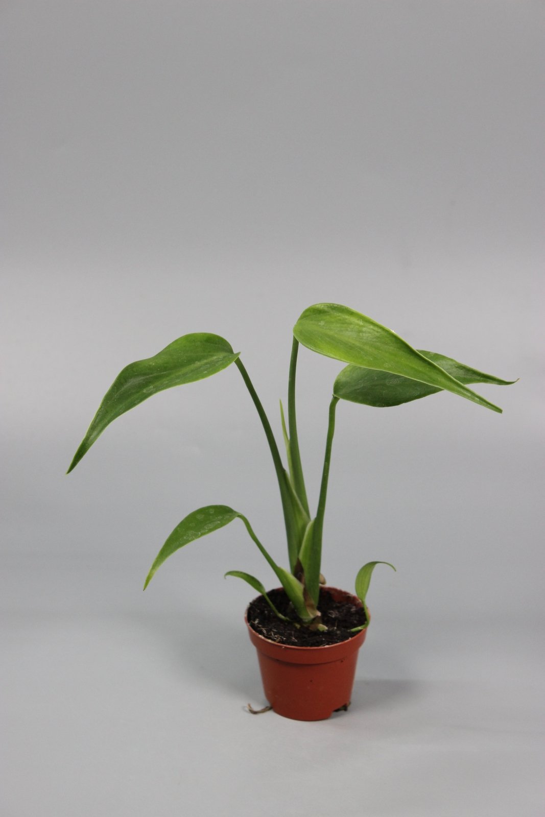 Rare Houseplants - Monstera Burle Marx Flame - Odd Leaf