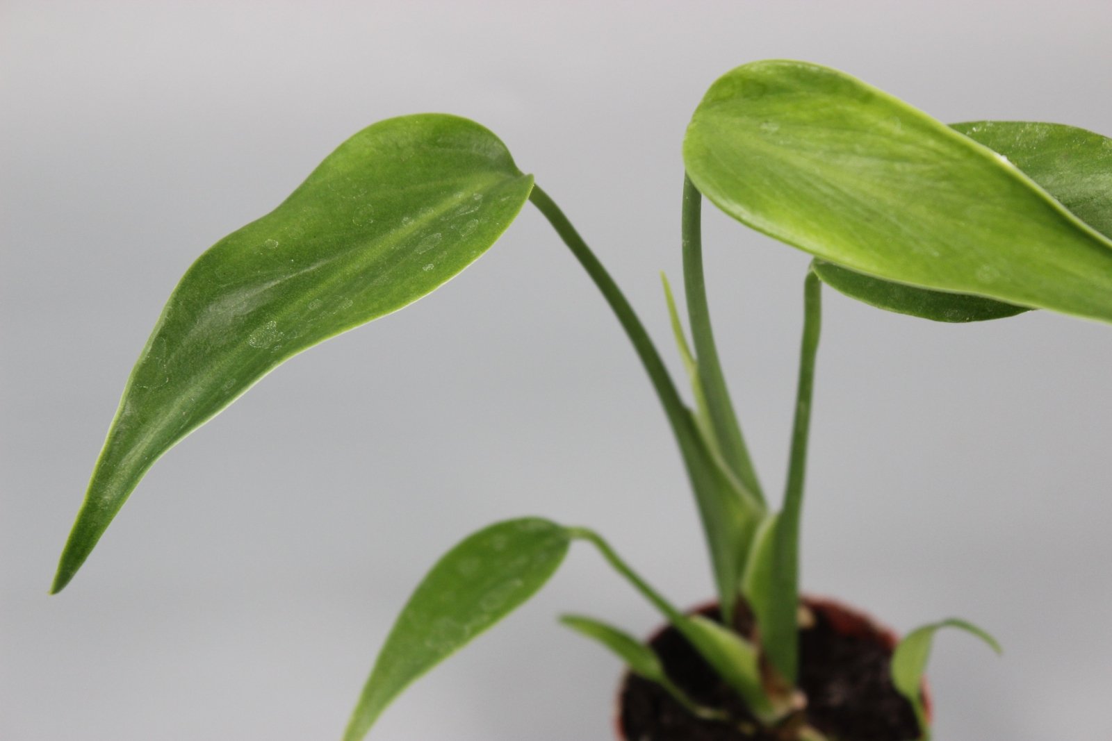 Rare Houseplants - Monstera Burle Marx Flame - Odd Leaf