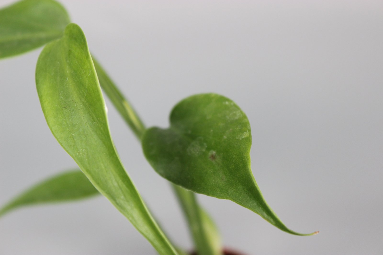Rare Houseplants - Monstera Burle Marx Flame - Odd Leaf