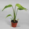 Rare Houseplants - Monstera Burle Marx Flame - Odd Leaf