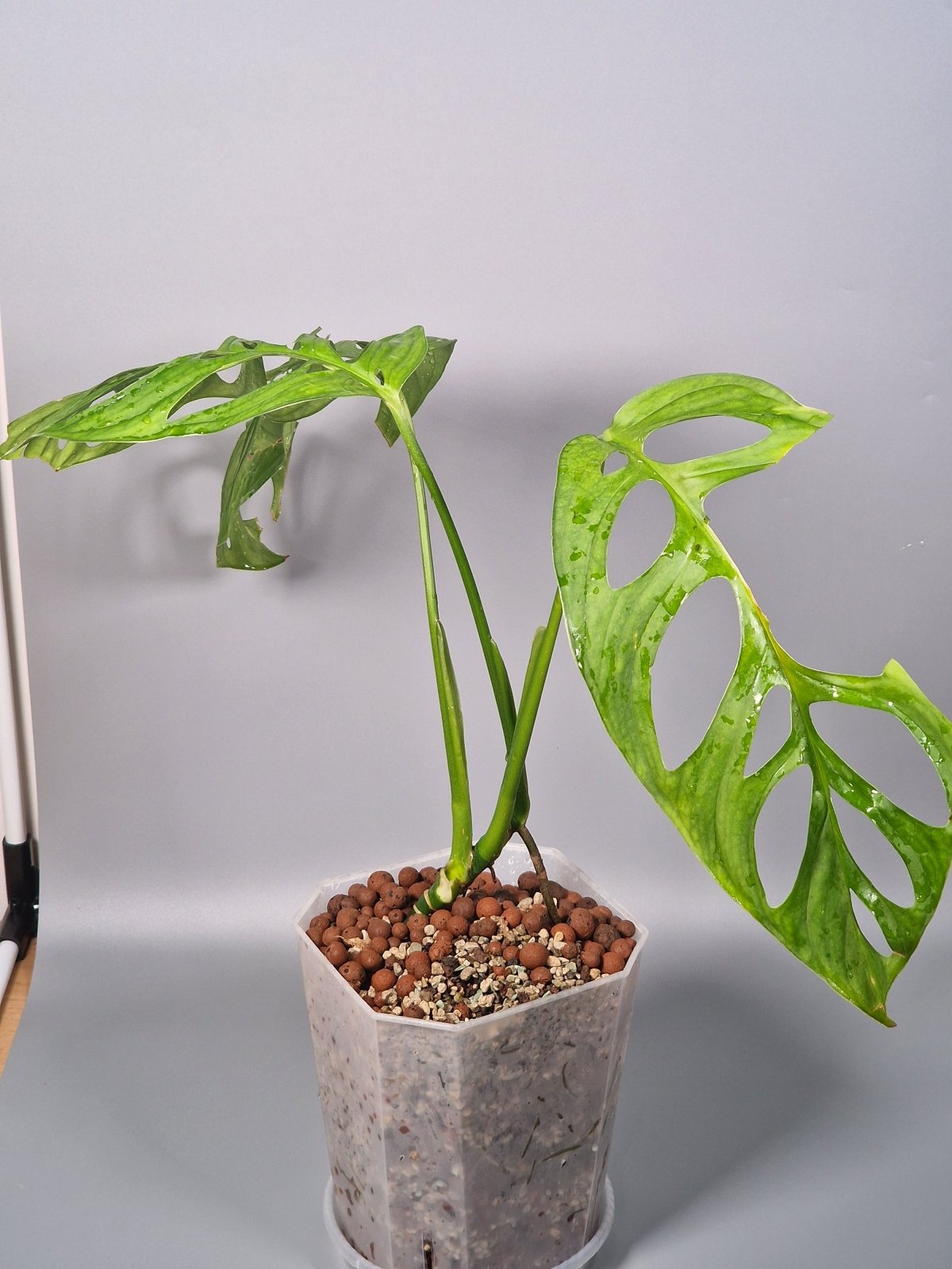 Rare Houseplants - Monstera Esqueleto - Odd Leaf