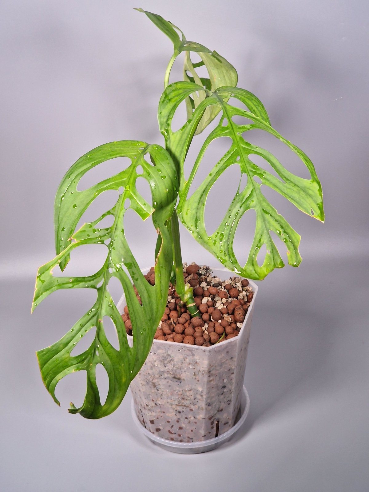 Rare Houseplants - Monstera Esqueleto - Odd Leaf