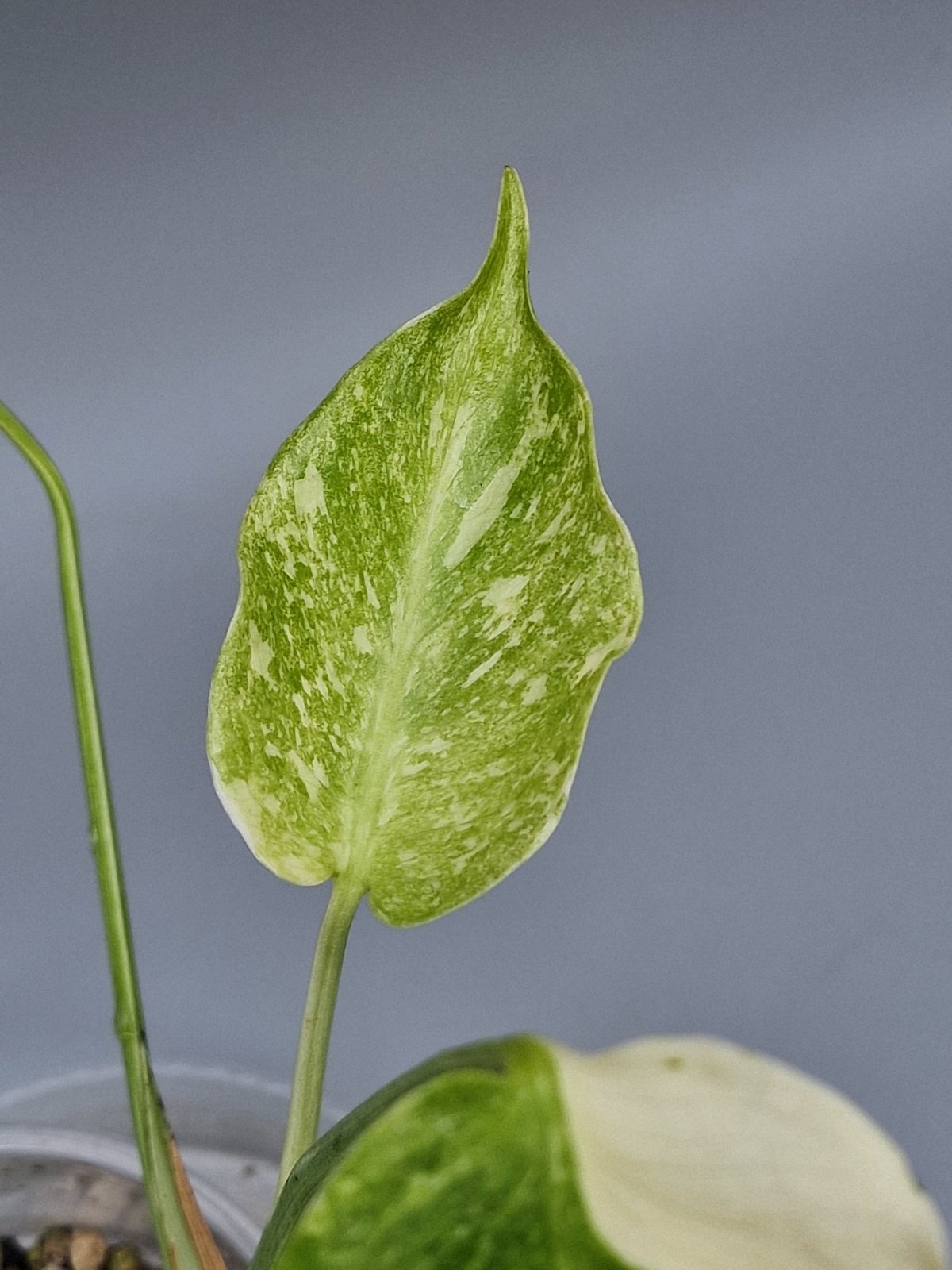 Rare Houseplants - Monstera Green Snow | Rare Houseplant - Odd Leaf