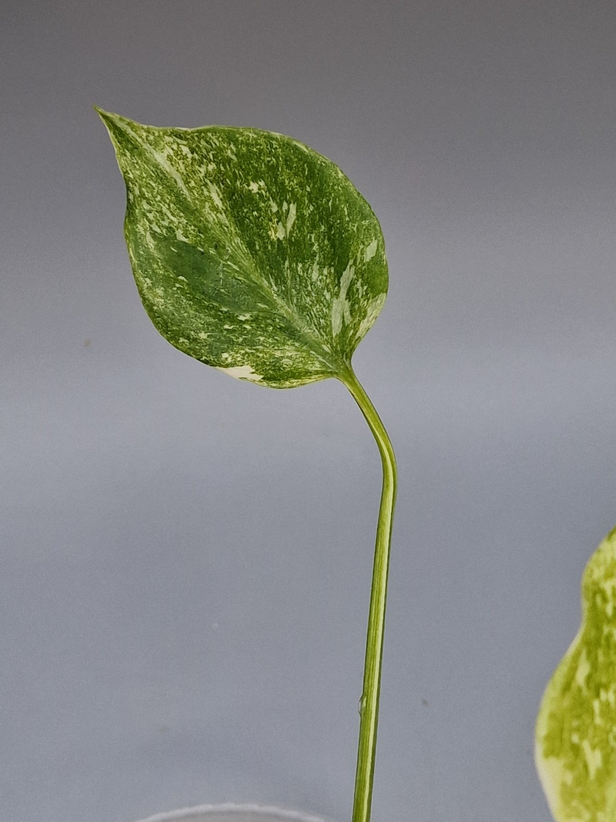 Rare Houseplants - Monstera Green Snow | Rare Houseplant - Odd Leaf