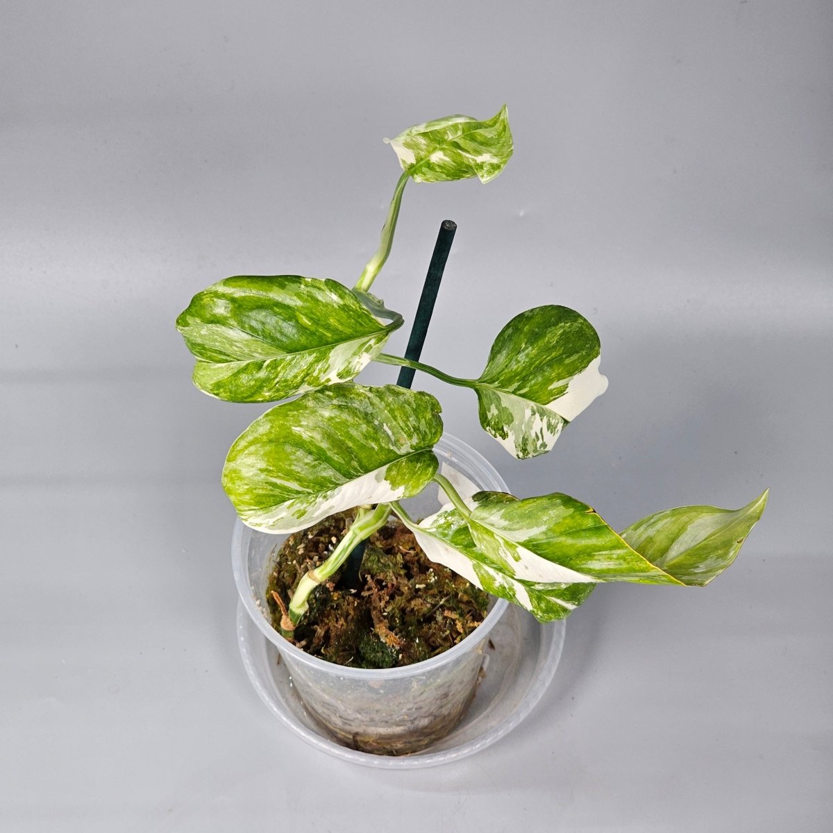 Rare Houseplants - Monstera Lechleriana Variegated 1 | Rare Houseplants - Odd Leaf