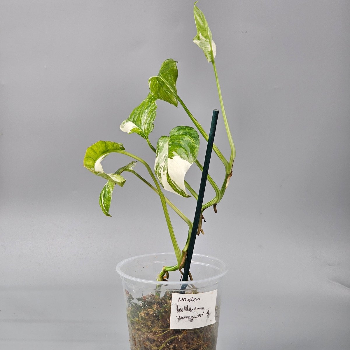 Rare Houseplants - Monstera Lechleriana Variegated 1 | Rare Houseplants - Odd Leaf