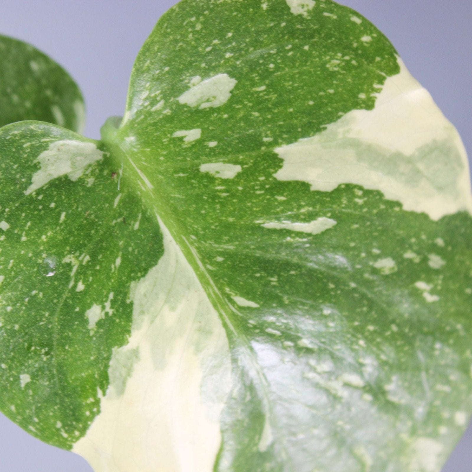 Rare Houseplants - Monstera Thai Constellation - Odd Leaf