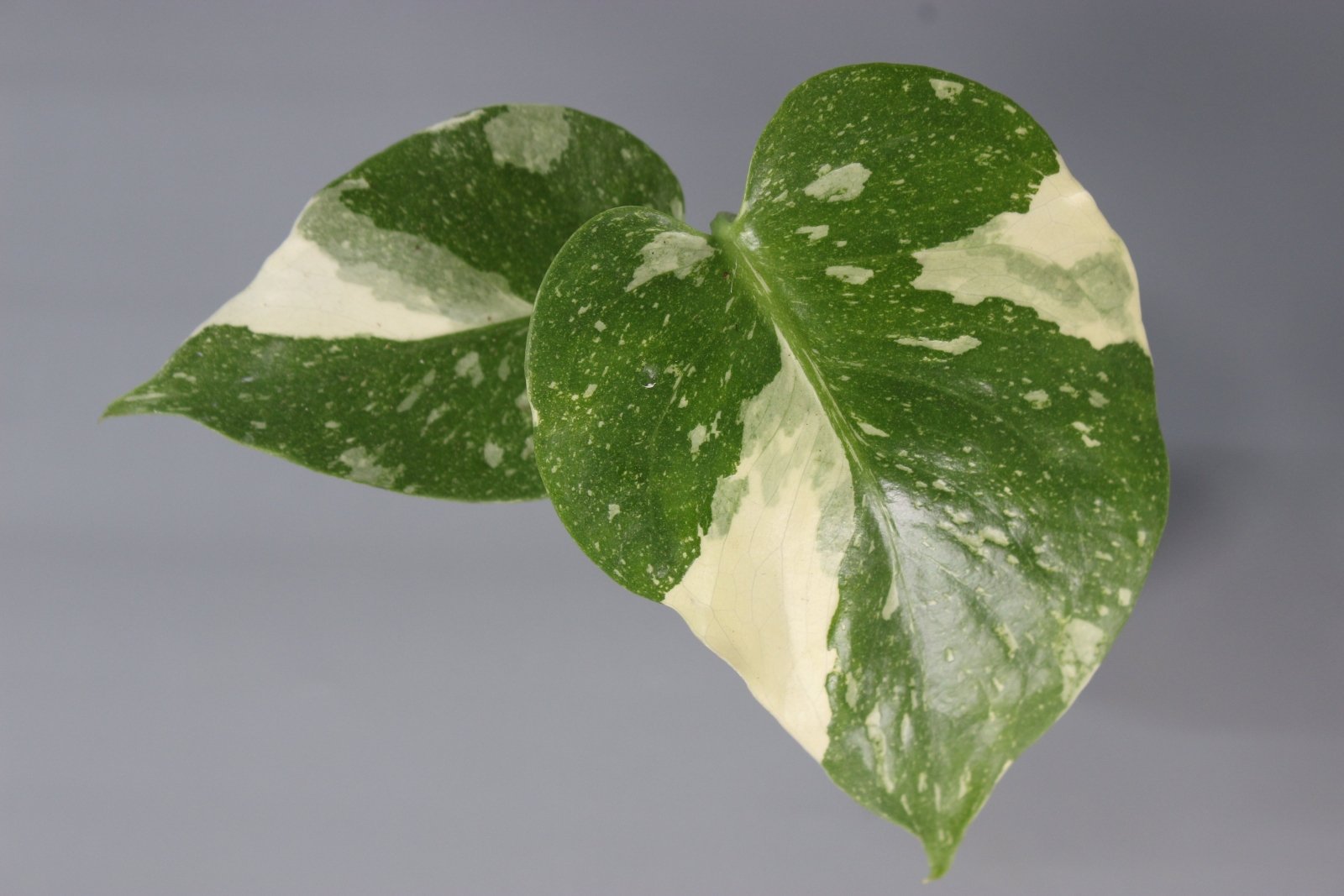 Rare Houseplants - Monstera Thai Constellation - Odd Leaf