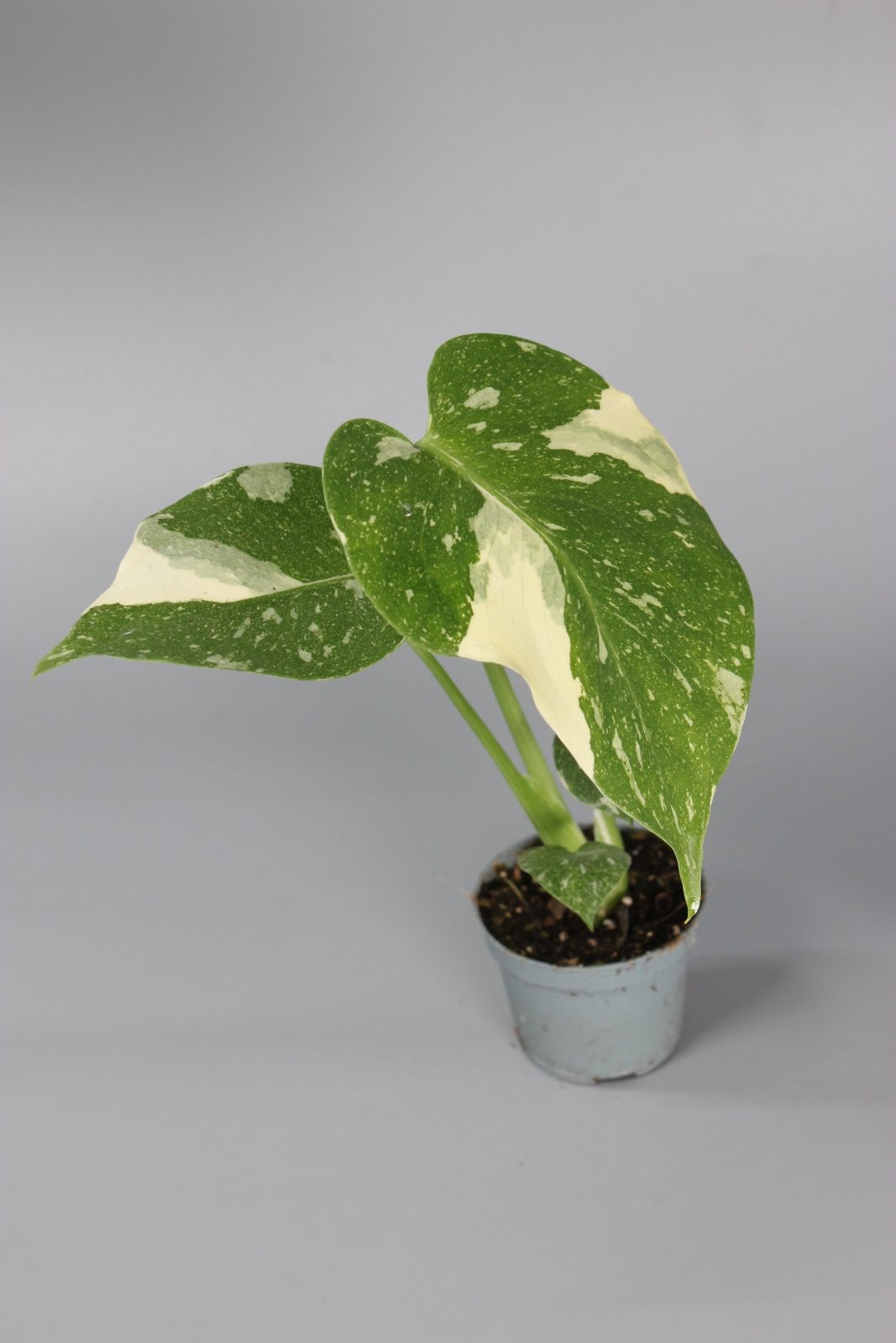 Rare Houseplants - Monstera Thai Constellation - Odd Leaf